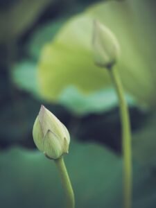 japan, lotus, nature, flower wallpaper, flower background, bud, flowers, buddhism, beautiful flowers, spiritual, kumamoto
